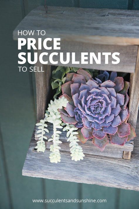 How to Price Succulents to Sell | Succulents and Sunshine. #succuents #succulentsandsunshine #typesofsucculents #succolove #succulentdiy #diyprojects #succulentprojects #ebook #howtosucculents #pricing Selling Succulents At Markets, Selling Plants At Farmers Market, Selling Succulents, Selling Plants, Plants Tips, Cactus Doodle, Succulent Ideas, How To Water Succulents, Money Inspiration