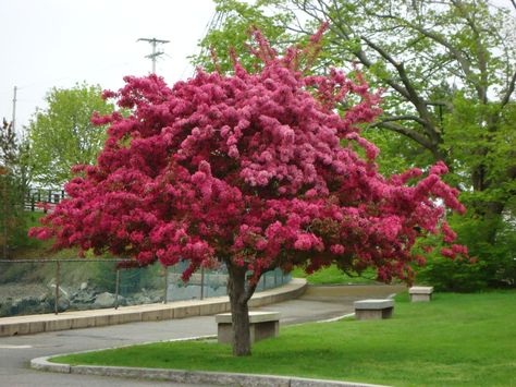 prairie fire crabapple tree - Google Search Flowering Crabapple Tree, Flowering Crabapple, Prairie Fire, Crabapple Tree, Tree Nursery, Ornamental Trees, Crab Apple, Landscaping Plants, Growing Tree