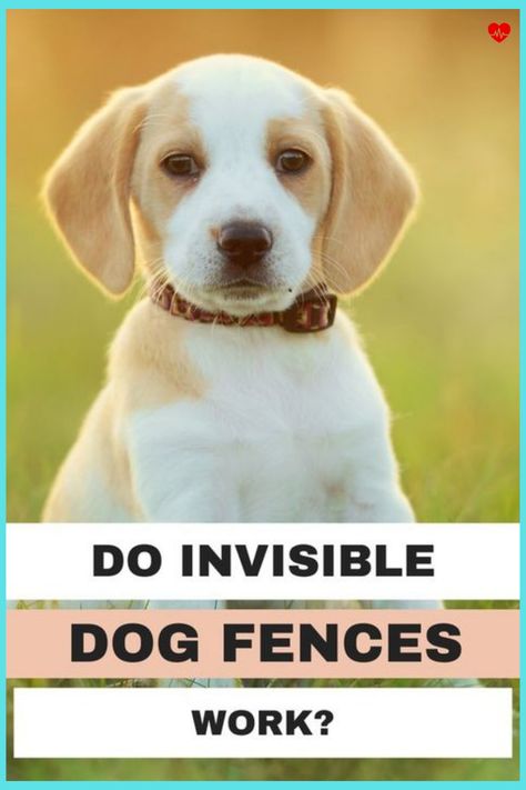 Best Invisible Dog Fences Fences For Dogs, Fence For Dogs, Dog Waste Station, Friendly Dog Breeds, Guard Dog Breeds, Invisible Fence, Top Dog Breeds, Frozen Dog, Pet People