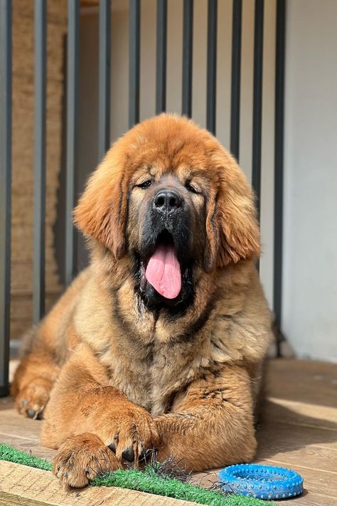 big dogs breed Tibetan mastiff brown color chilling in his house Tibetan Mastiff Puppy, White Fluffy Dog, Tibetan Mastiff Dog, Massive Dogs, Mastiff Dog Breeds, Giant Dog Breeds, Diy Dog Kennel, Tibetan Mastiff, Big Dog Breeds