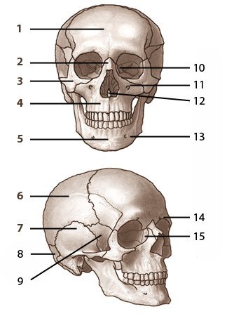 Bones of the skull, labelled. From www.free-anatomy-quiz.com Bones Of The Skull, Human Skull Anatomy, Human Anatomy Chart, Axial Skeleton, Human Body Worksheets, Human Skeleton Anatomy, Picture Quiz, Skull Anatomy, Anatomy Bones