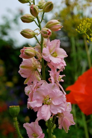 herbaceous perennials : Larkspur pink.... Larkspur Wedding, Pink Delphinium, Larkspur Flowers, Pink Larkspur, Delphinium Tattoo, Larkspur Flower, July Birth Flower, Flower Identification, Floral Design Classes