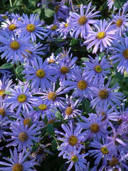 Top 10 plants for Autumn Interest Autumn Flowering Plants, Michaelmas Daisy, Beth Chatto, Dead Flowers, Plants Uk, Elegant Bouquet, Autumn Lights, Herbaceous Perennials, Flowering Plants