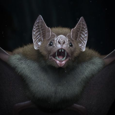 Vampire Bat, COLIN SHULVER on ArtStation at https://www.artstation.com/artwork/oAOxDL Bat Halloween Decorations, Facts About Bats, Bat Tattoos, Bat Drawing, Bat Photos, Scary Bat, Bat Animal, Bat Costume, Bat Art