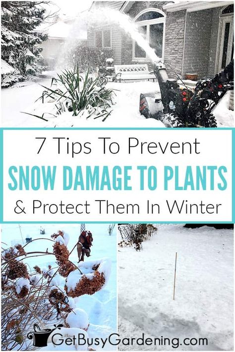 You might think that snow is always bad for your plants, but it actually has a lot of benefits for gardening. Unfortunately, there are also ways that heavy ice, road salt, and flying snow can cause damage. In my guide on protecting plants from snow you’ll learn about both. Discover why both perennials and the soil can benefit from a winter coat, and also how deicing treatments can hurt them. Then learn about preventing ice damage, options for plant covers and how to use them, plus so much more. Snowy Garden, Winter Pant, Tips For Winter, Diy Garden Bed, Sensitive Plant, Walkway Ideas, Overwintering, Plant Covers, Winter Plants