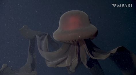 Ultra-Rare 'Giant Phantom Jellyfish' Observed Deep in the Ocean - Nerdist Phantom Jellyfish, Cool Sea Creatures, Deep Sea Animals, Deep Sea Life, Sea Jellies, Monterey Bay Aquarium, Deep Sea Creatures, Beautiful Sea Creatures, Weather Channel