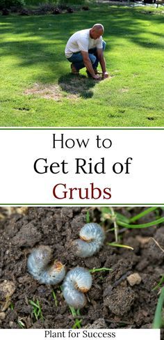 Grub Control In Lawns, Get Rid Of Grubs In Lawn, Grub Worms How To Get Rid Of, How To Get Rid Of Grubs In The Garden, How To Get Rid Of Grubs In Lawn, Grubs How To Get Rid Of, How To Get Rid Of Armadillos In Yard, Japanese Beetles How To Get Rid Of, Grubs In Lawn