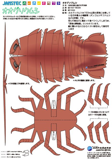 Giant Isopod, Paper Flower Arrangements, Japanese Text, Origami Patterns, Bear Card, Paper Doll Template, Baby Journal, Paper Animals, Insect Art