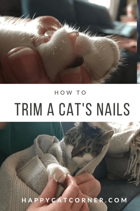 Cat Nail Trimming Tips, Trimming Cat Nails, How To Trim Cat Nails, Cats Nails, Trim Cat Nails, Cat Corner, Self Nail, Pet Things, Cut Cat