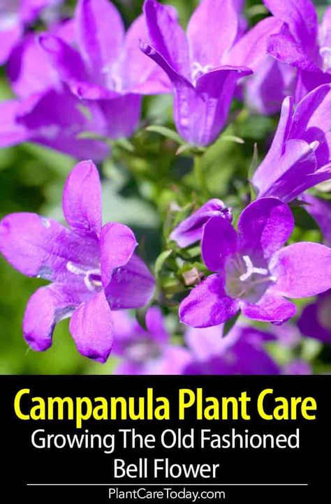 Campanula plants (bellflower) is a hardy old-fashioned perennial, with splendid and lasting display in the border and rock garden. [CARE DETAILS] Campanula Plant, Campanula Flower, Backyard Hacks, Campanula Flowers, Flower Tips, Garden Perennials, Bloom Where Youre Planted, Perennial Flowers, Texas Gardening