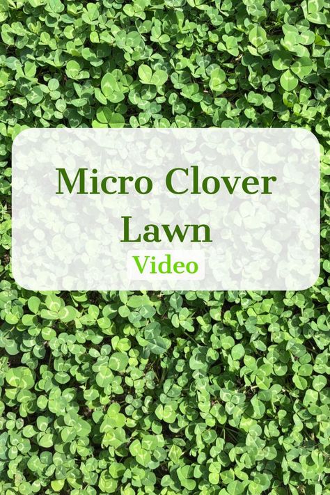 No Mow Lawn Landscape Design, Micro Clover Lawn, Micro Clover, Clover Lawn, Replace Lawn, Ways To Conserve Water, Landscaping A Slope, Clover Seed, Lawn Alternatives