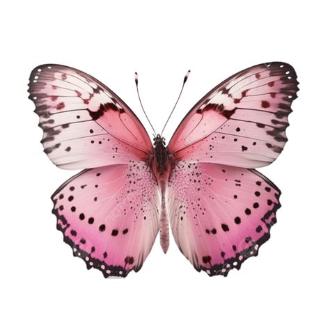 Unique design inspiration, all in one picture. Pink Butterfly Species, Pink And Blue Butterfly Tattoo, Real Butterfly Aesthetic, Real Butterfly Pictures, Real Pink Butterfly, Pink Butterfly Painting, Pink Butterfly Aesthetic, Butterfly Reference, Pink Butterfly Tattoo