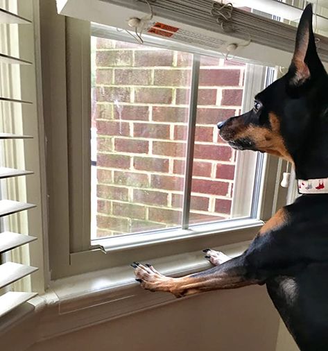 Amazon.com : Sill Shield Clear Pet Window Sill Protector - Guards Against Dog Claws (35.5 inch Long x 4.25 inch DEEP) : Pet Supplies Window Sill Protector, Window Protection, Dog Window, Cat Window Perch, Window Perch, Short Dog, Cat Window, Cat Perch, Window Seal