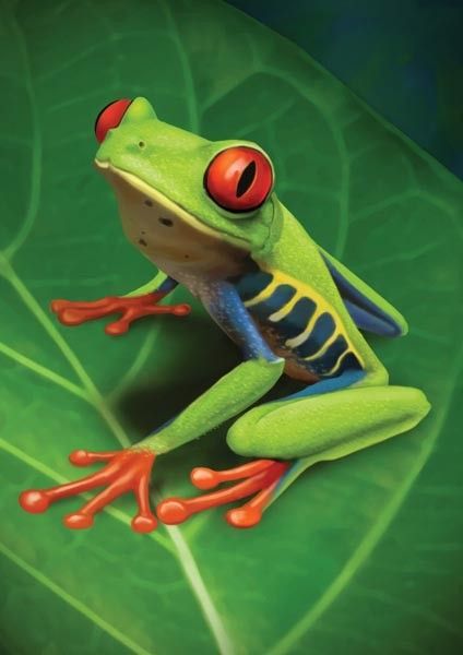 ♔ Grenouilles ♔ Frogs Red Eyed Frog, Amazing Frog, Red Eyed Tree Frog, Frog Pictures, Rainforest Animals, Frog Drawing, Animal Study, Nature Photographer, Frog Art