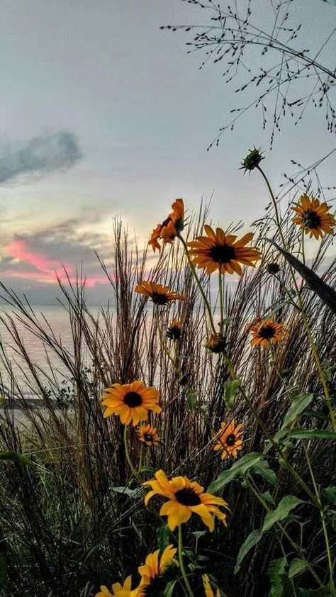 flower_Flowers by the Lake in Beverly Shores, by Nancy Addie Nancy Core, Addie Core, By The Lake, Beautiful Blooms, Lake, Collage, Plants, Flowers, Pins