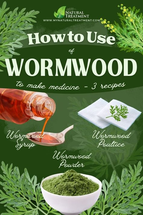 12 Health Uses of Wormwood & How to Use at Home #wormwooduses #wormwoodherb #wormwoodbenefits #healthuses #healthbenefits #wormwood #artemisiaabsinthium Wormwood Herb Benefits, How To Use Wormwood, Artemesia Wormwood, Wormwood Tincture, Benefits Of Wormwood, Wormwood Benefits, Wormwood Tea, Wormwood Plant, Herbal Medicine Recipes