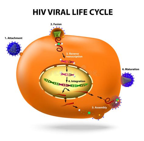 HIV replication cycle. HIV viral life cycle. Active infection of t cell by HIV. Vector diagram vector illustration Blood Gas Interpretation, Pain Assessment, Diagram Illustration, Ecg Interpretation, Arterial Blood Gas, Evidence Based Practice, Healthcare Management, Iv Therapy, Hiv Aids