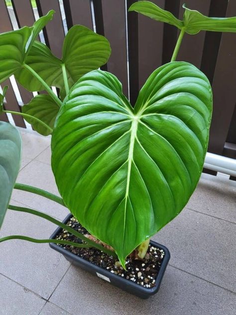 Potted Philodendron Pastazanum Philodendron Pastazanum, Philodendron Gloriosum Dark Form, Archive Moodboard, Philodendron Luxurians, Grow House, Philodendron Plowmanii Silver, Philodendron Pastazanum Silver, Wishlist Plants, Plant House