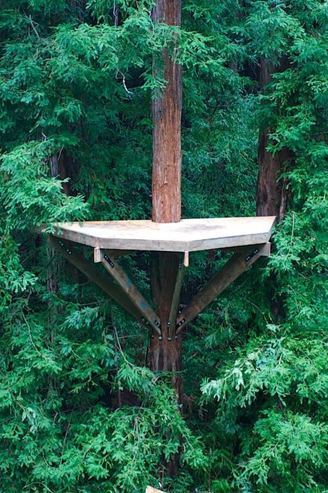 Zip Line Platform, Treehouse Platform, Treehouse Construction, Simple Tree House, Backyard Fort, Tree Deck, Outdoor Platform, Trees For Front Yard, Challenge Course