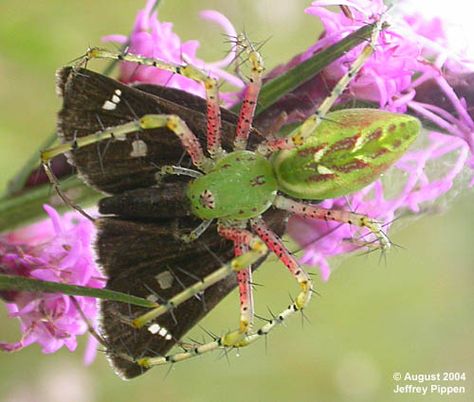 Green Lynx Spider Green Lynx Spider, Pretty Spiders, Spidey Sona, Lynx Spider, Spider Sonas, Green Spider, Spider Species, Creepy Animals, Bug Collection