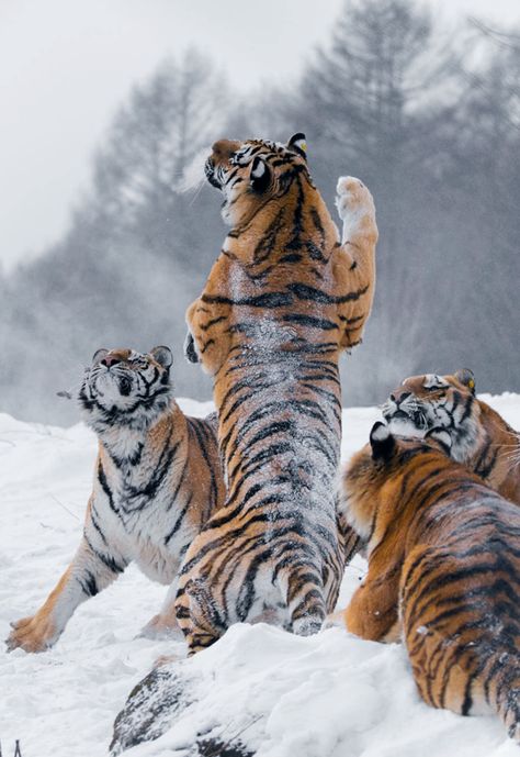 What’s Up! (by Yotin Pilaismboon) Tiger Playing, Amur Tiger, Wild Animals Photography, Tiger Pictures, Siberian Tiger, Majestic Animals, Bengal Cat, Large Cats, Wildlife Animals