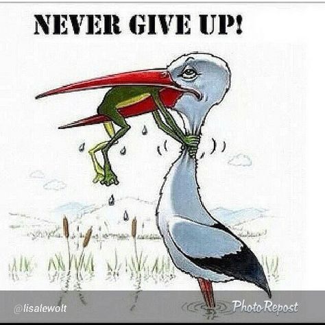 Don't 5 Ge Aldrig Upp, Meaningful Pictures, A Frog, Reality Quotes, Psych, Giving Up, Wisdom Quotes, Never Give Up, Wise Words