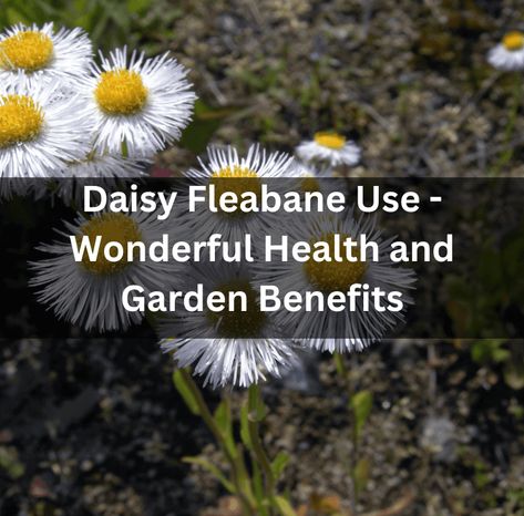 Daisy Fleabane Use - Wonderful Health and Garden Benefits Fleabane Medicinal Uses, Fleabane Uses, Fleabane Daisy, Daisy Fleabane, Medicinal Weeds, Natural Medicines, Wild Foraging, Medicinal Herbs Garden, Pollinator Plants