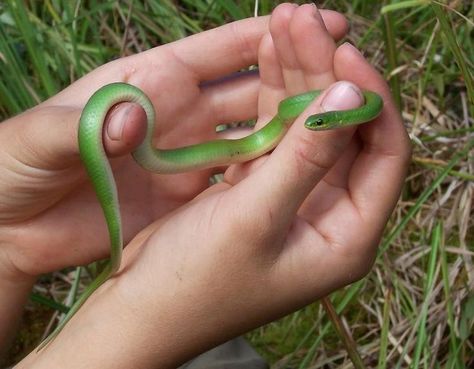 Snake Pet, Snake Tank, Garter Snake, Pretty Snakes, Remembering Mom, Classic Doctor Who, Pet Snake, Beautiful Snakes, Snake Venom