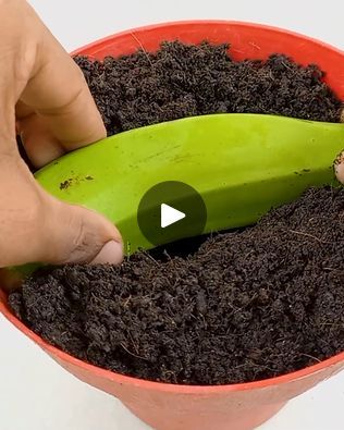 Grow a banana tree at home!😋🍌 | Grow a banana tree at home!😋🍌 | By MetDaan FashionFacebook Growing A Banana Tree From A Banana, How To Plant Banana Tree, Banana Tree In Pot, Grow Banana Tree, Banana Plants, Banana Tree, Potted Trees, A Banana, Diy Planters