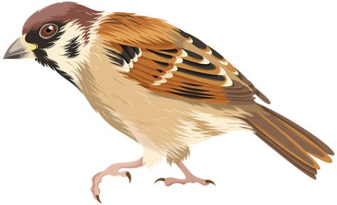 Sparrow Clipart, Draw Animals, Free Clipart, How To, Clipart Images, Transparent Png, Png Image, To Draw, Art Images