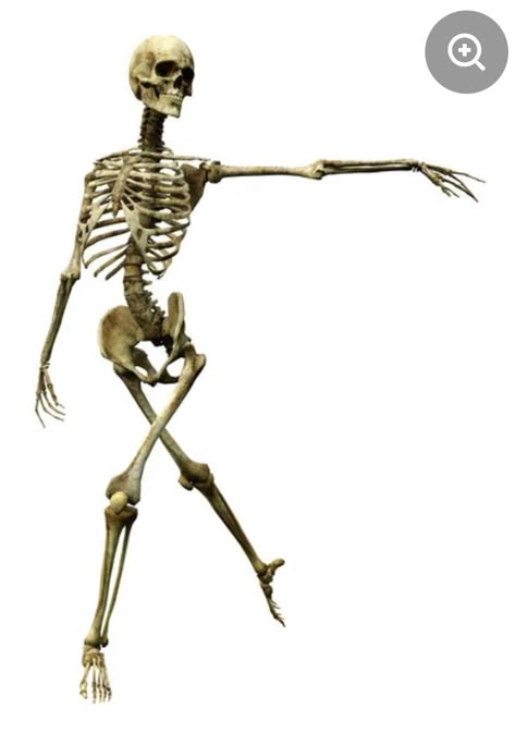 Bones Reference, Human Skull Reference, Posing Skeletons, Bone Reference, Oracle Bones, Skeleton Reference, Skeleton Poses, Drawing Skeleton, Tattoo Skeleton