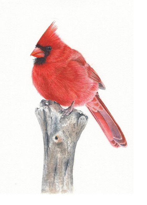 Watercolor Birds Tutorial, Cardinal Drawing, Cardinal Birds Art, Cardinal Watercolor, Bird Painting Acrylic, Cardinal Painting, Bird Watercolor Paintings, Diy Watercolor Painting, Watercolor Painting Techniques