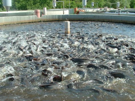 FoodFarmNews: Diversification: Expert Calls For More Investment ... Aquaponics Design, Tilapia Fish Farming, Tilapia Farming, Catfish Farming, Ikan Lele, Aquaponics Fish, Farming Business, Fish Feed, Aquaponics System