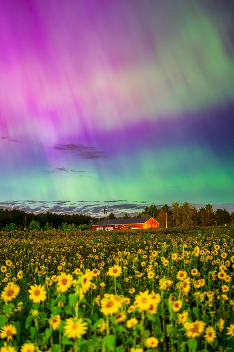 South Haven, sunflower field with northern lights  See my shop storefront! https://www.etsy.com/shop/RadiantLandscapes?ref=search_shop_redirect Photos are printed by and shipped from a leading professional photo-printing lab that provides the highest-quality photo prints. Photos are printed on Lustre paper, which offers the color saturation of glossy finish with the fingerprint resistance of matte and none of the glare associated with glossy prints. Canvas is constructed by hand using archival quality materials, Canvas Prints are a creative way to turn the walls of your home, office, or studio into your very own art gallery. Metal is the most vibrant of all print media, contemporary Metal Prints are an unexpected way to turn digital images into breathtaking works of art. Michigan Lake, South Haven, Print Media, Sunflower Field, Glossy Print, Sunflower Fields, Colour Photograph, Pure Michigan, Quality Photo