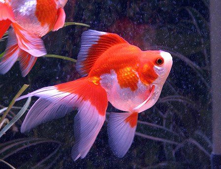 Chinese Goldfish, Ryukin Goldfish, Goldfish Care, Common Goldfish, Fantail Goldfish, Fancy Goldfish, Fish Pond Gardens, Betta Aquarium, Golden Fish