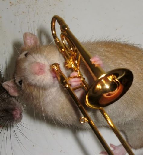 I can play the trombone! Funny Rats, Fancy Rat, Cute Rats, A Rat, Pet Rats, Pretty Animals, Cute Mouse, Rodents, Animal Planet