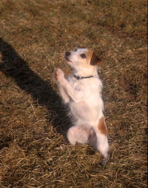 Susan Garrett writes about her thoughts on when to use a clicker in training. Dog Praying, Shaping Exercises, Smooth Fox Terriers, Jack Russells, Dog Rules, Puppy Mills, I Get It, Jack Russell Terrier, Animal Planet