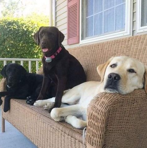 Labrador Noir, Lab Dogs, Three Dogs, Labrador Retriever Puppies, Lab Puppies, Labrador Puppy, Labrador Retriever Dog, Sweet Dogs, Retriever Dog