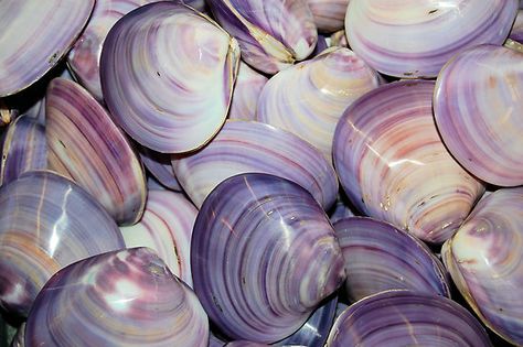 Shades of purple:  Purple shells Purple Shell Aesthetic, Purple Beach Aesthetic, Shells Background, Purple Sea Shell, Purple Sea, The Color Purple, Purple Aesthetic, Shades Of Purple, Aesthetic Photo