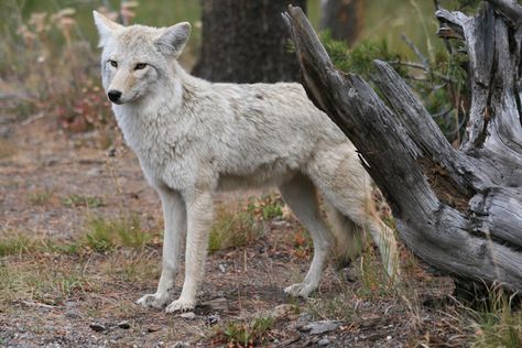 white coyote | White Coyote (Fall+colors trees wild+animals ). Photo by minou White Coyote, Coyote Therian, Coyote Art, Dog Species, Coyote Animal, Fall Color Trees, North American Wildlife, Tiny Dog, Drawing Animals