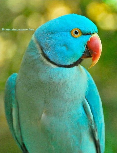 Beautiful parrot Blue Indian Ringneck, Animal Psychology, Ringneck Parrot, Indian Ringneck, Regard Animal, Ring Neck, Parrot Pet, Parrot Toys, Kinds Of Birds