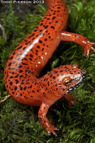 The red salamander (Pseudotriton ruber) is a species of salamander in the Plethodontidae family. It is endemic to the United States. Its skin is orange/red in color with random black spots. Its habitats are temperate forests, small creeks, ponds, forests, temperate shrubland, rivers, intermittent rivers, freshwater, trees springs. It is threatened by habitat loss. Red salamanders eat insects, spiders and smaller salamanders. Red Salamander, Chameleon Lizard, The Appalachian Trail, Salamanders, Chameleons, Western North Carolina, Frog And Toad, Appalachian Trail, Crocodiles