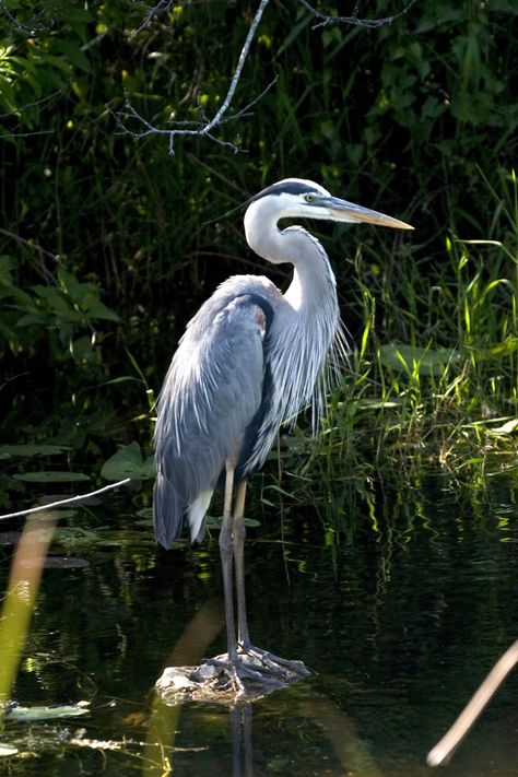 Bird Sounds, Great Blue Heron, Blue Heron, Trees, Water, Blue