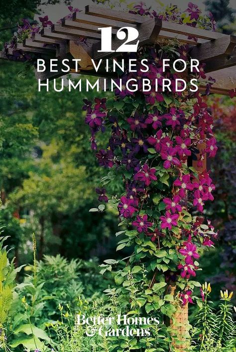 Flowering Vines Climbing Perennial, Hummingbird Planter Ideas, Trumpet Vine Trellis Ideas, Hummingbird Garden Ideas, Hummingbird Garden Design, Clematis Trellis Ideas, Hummingbird Plants Perennials, Hummingbird Garden Plan, Flowers For Hummingbirds