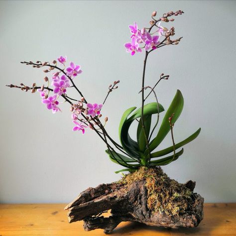 23 Gorgeous Orchid Display Ideas Orchid Display Ideas, Orchid Display, Diy Orchids, Orchid Terrarium, Indoor Plant Display, Hanging Orchid, Indoor Orchids, Orchid House, Orchid Flower Arrangements