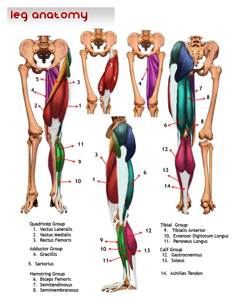 The first step in learning anatomy is memorizing the location of the main muscle groups.  Then understand how they function, including their... Leg Muscles Anatomy, Leg Anatomy, Yoga Anatomy, Human Body Anatomy, Lower Limb, Muscle Anatomy, Muscles In Your Body, Human Anatomy And Physiology, Medical Anatomy