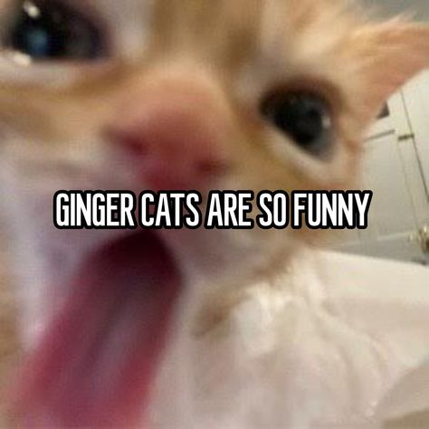 Cat Whisperer, My Diary, Relatable Whispers, Very Funny Pictures, Ginger Cats, Very Funny, Funny Cats, Funny Pictures, Kittens