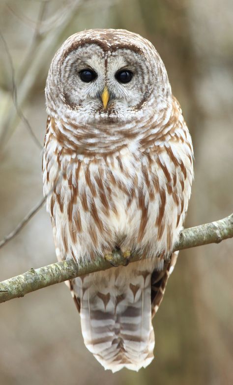 Barred Owl | by P. Curcis Awesome Owls, Owl Photography, Owl Bag, Bird Tattoos, Owl Wallpaper, Barred Owl, Owl Photos, Owl Baby, Owl Baby Shower