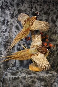 Pheasant Mounts Taxidermy, Pheasant Taxidermy, Pheasant Decor, Hunting Mounts, Pheasant Mounts, Ringneck Pheasant, Duck Mount, Bird Bones, Bird Taxidermy