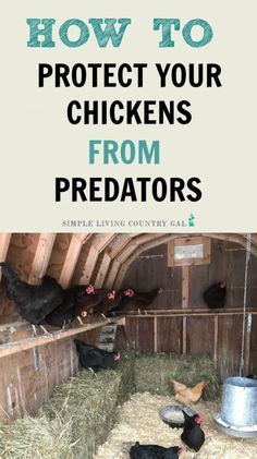 Inside Chicken Coop, Chicken Roost, Backyard Chicken Coop Plans, Backyard Chicken Farming, Raising Backyard Chickens, Chicken Coop Designs, Chicken Garden, Keeping Chickens, Building A Chicken Coop